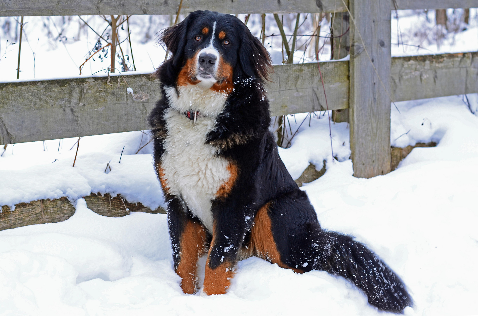 Gina - 9monate alter Berner Sennenhund