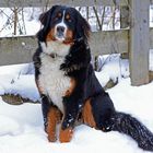 Gina - 9monate alter Berner Sennenhund