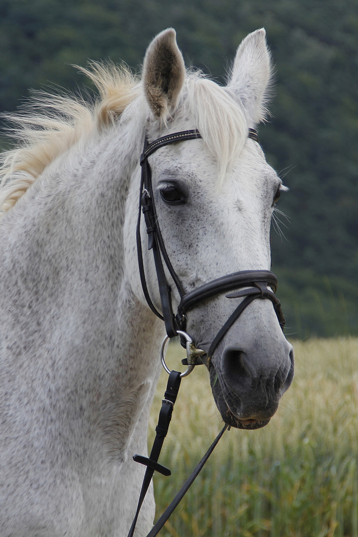 Gina, beautiful horse