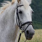 Gina, beautiful horse