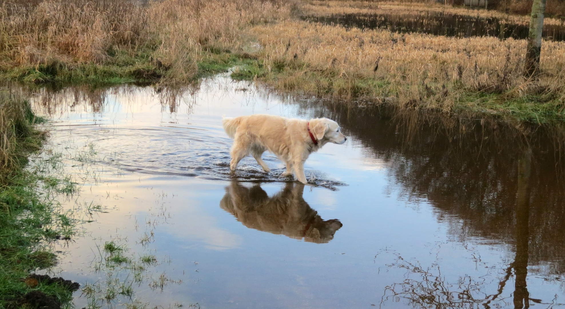 Gina bei Hochwasser