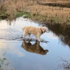 Gina bei Hochwasser