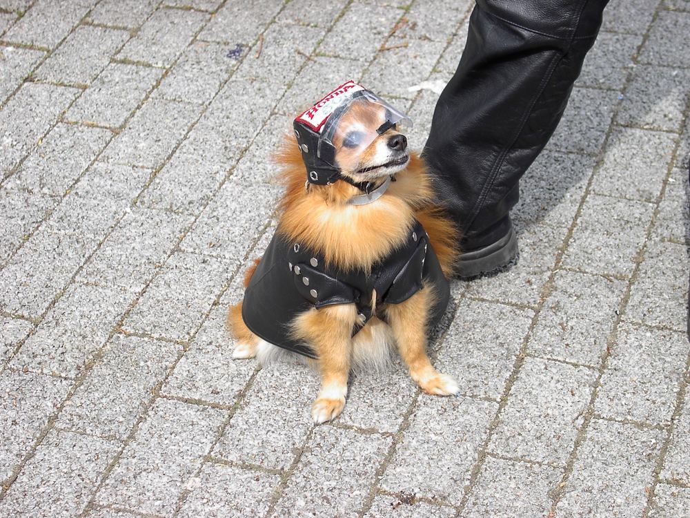 Gina, die Motorradbraut