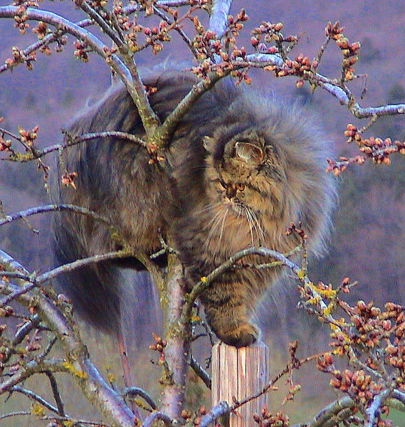 Gina im Kirschbaum