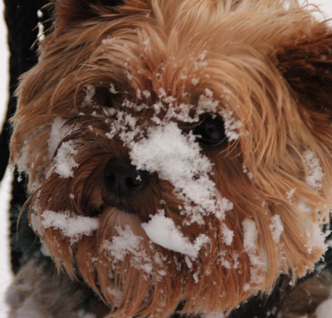 Gina im Schnee