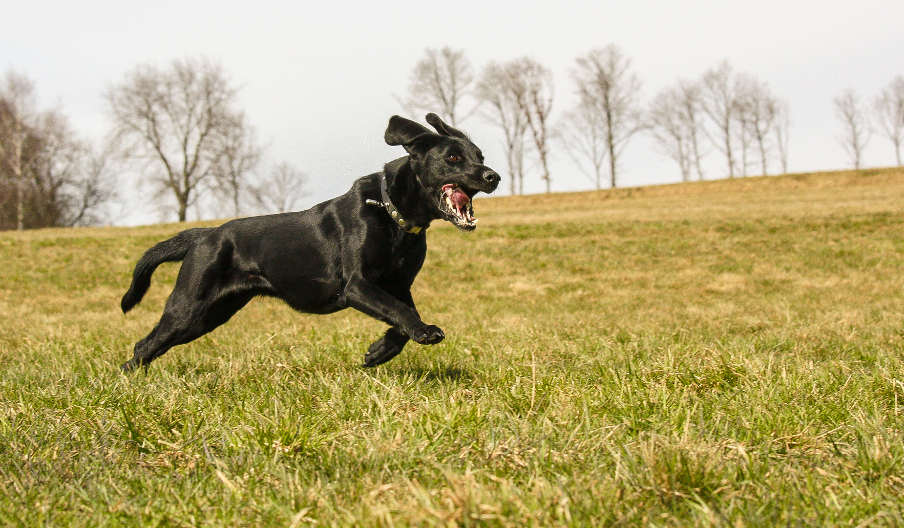 Gina ( Labrador-Mix)