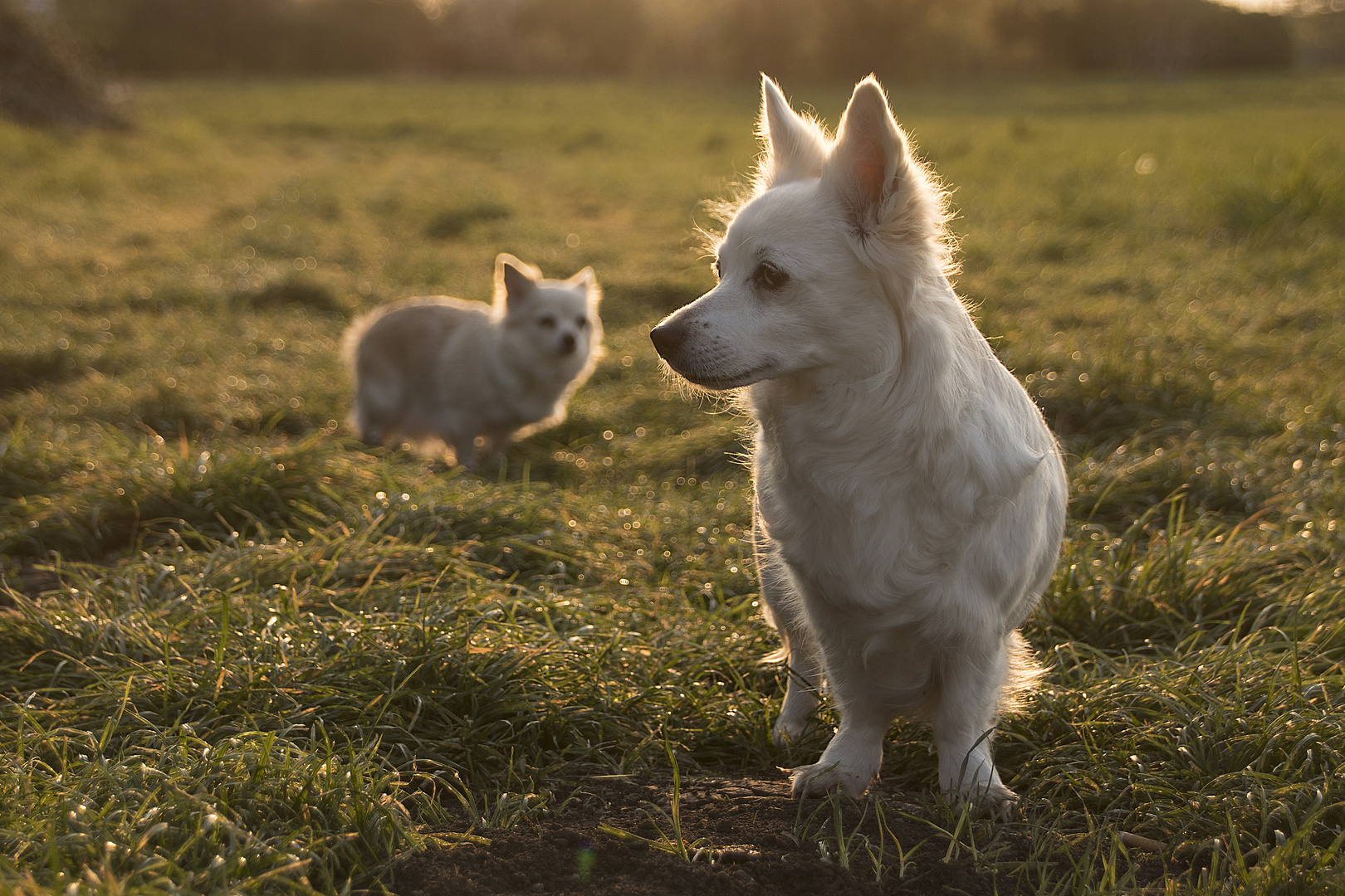 Gina und Lissy im Feld