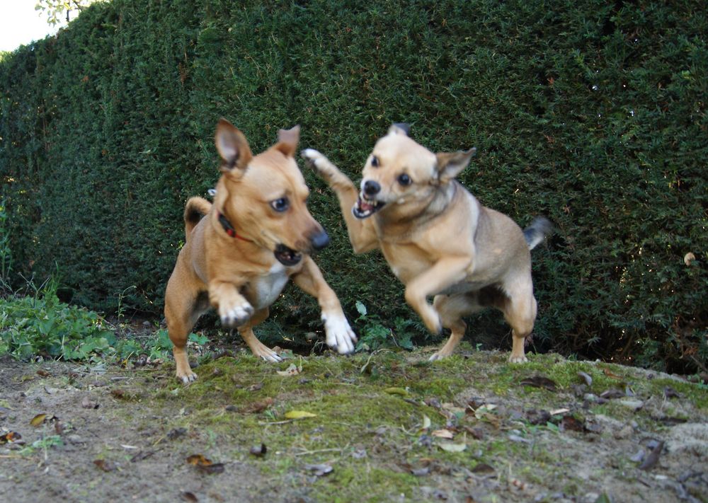 Gina und Sissy spielen