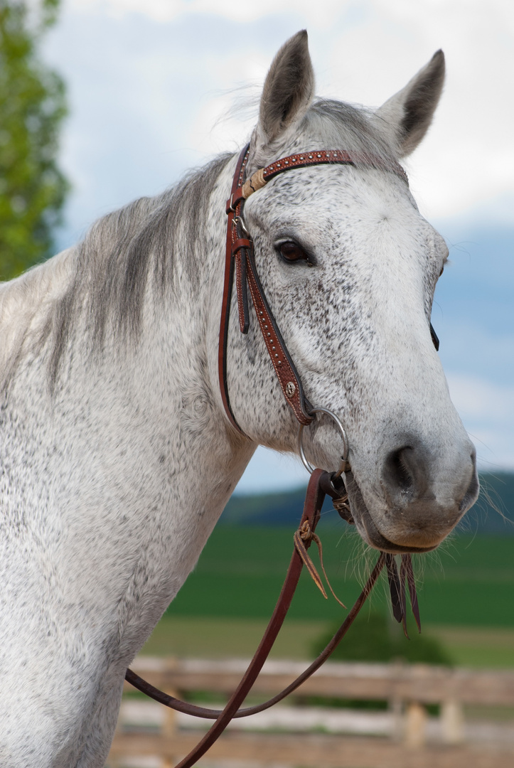 Ginas Stallkollege - ein waschechtes Westernpferd