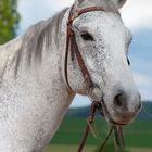 Ginas Stallkollege - ein waschechtes Westernpferd