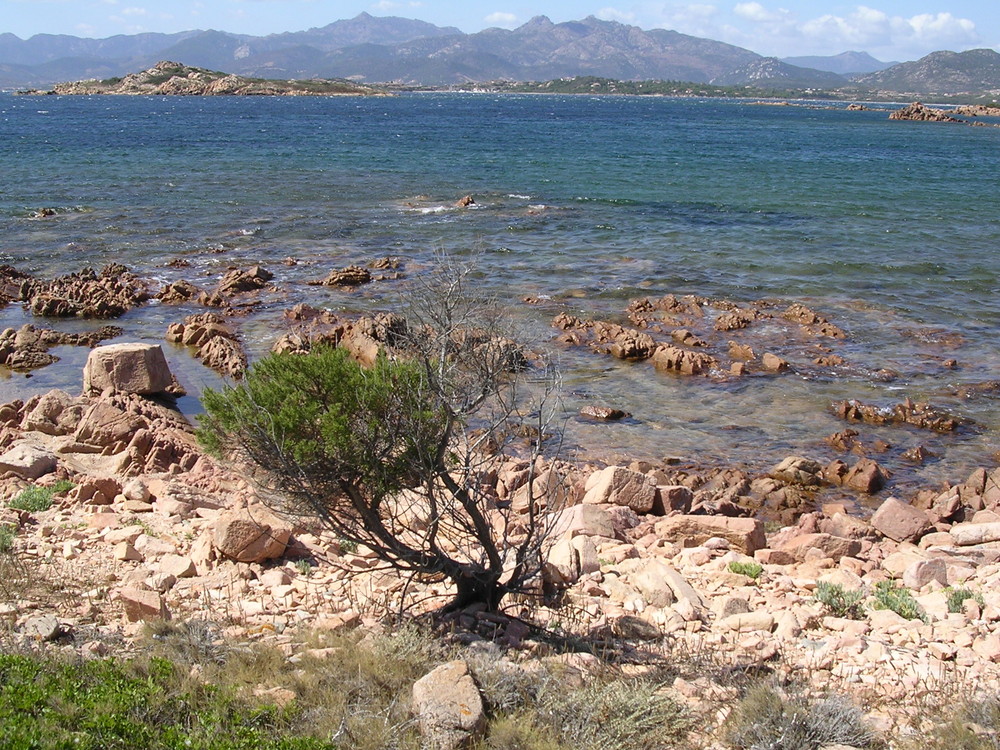 Ginepro solitario Capo coda cavallo Sardegna