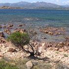 Ginepro solitario Capo coda cavallo Sardegna