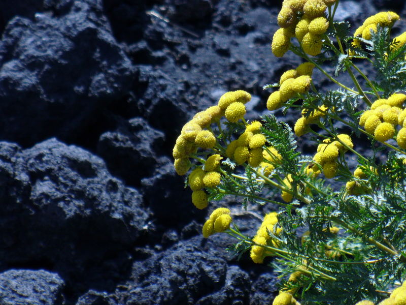 Ginestra e lava vulcanica