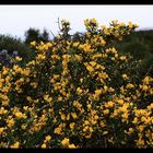 Ginestra in fiore