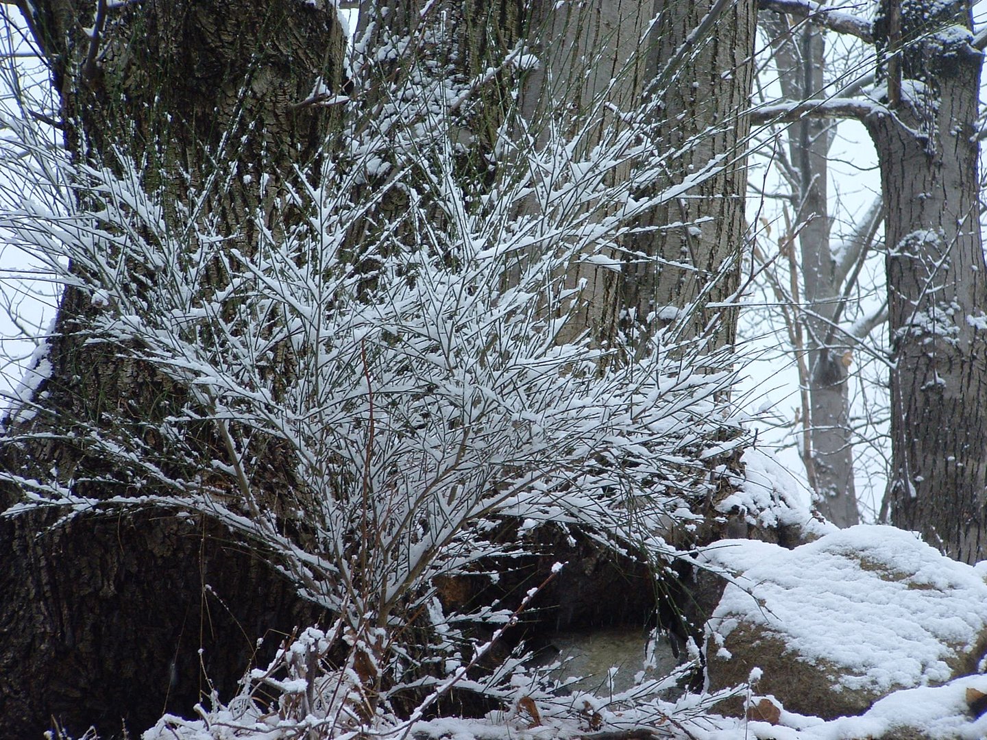 Ginestra sotto la neve