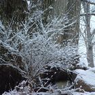 Ginestra sotto la neve