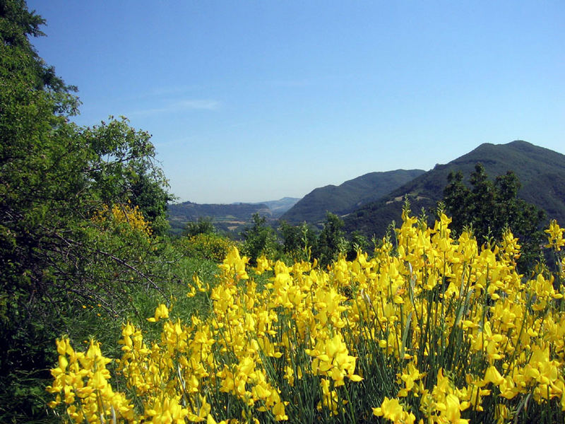 ginestre a Vaierana (BO)