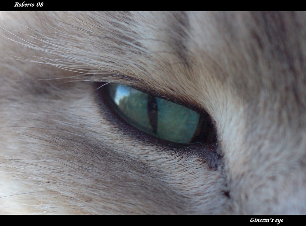 Ginetta's eye.