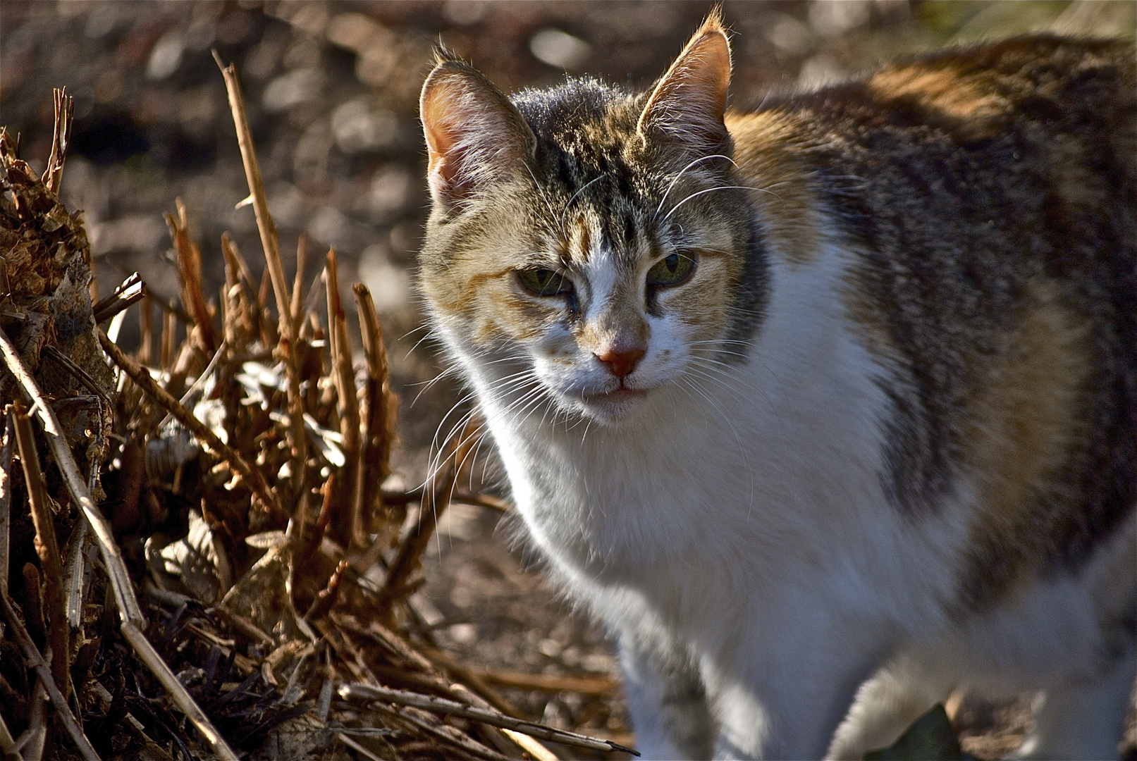 ging im Park mit Herrchen spazieren