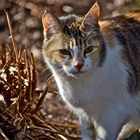 ging im Park mit Herrchen spazieren