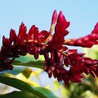  Gingembre rouge  --  Alpinia purpurata  -- Rotes Ingwergewächs