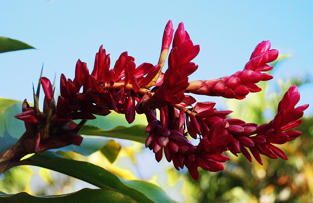  Gingembre rouge  --  Alpinia purpurata  -- Rotes Ingwergewächs