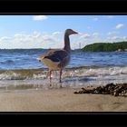 Ginger am Strand