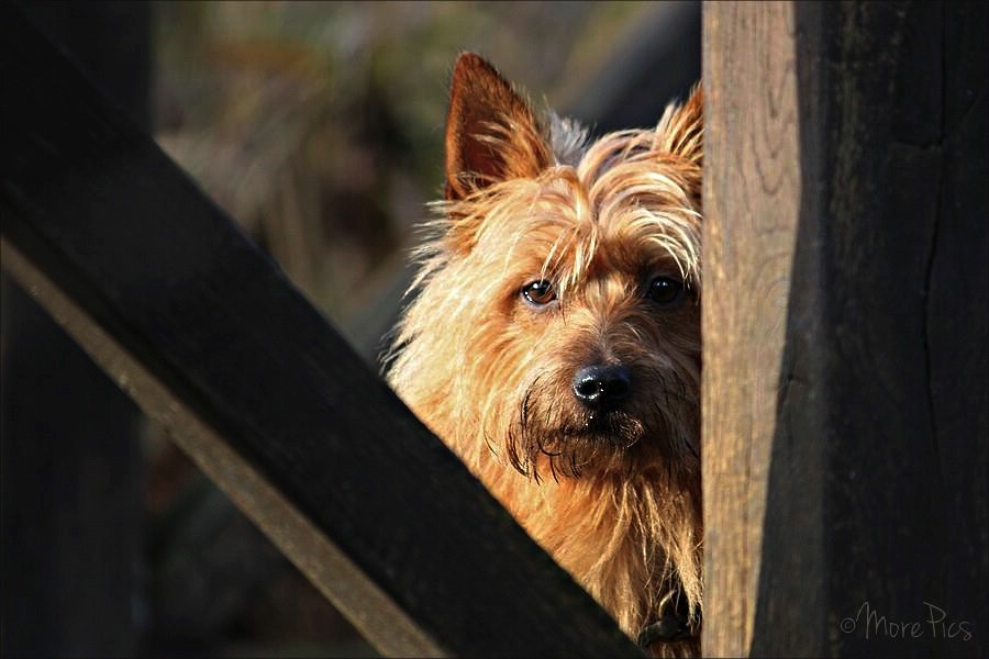 Ginger, Australian Terrier