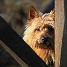 Ginger, Australian Terrier