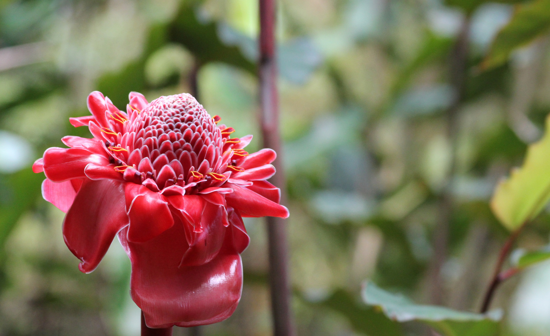 Ginger blossom