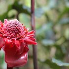 Ginger blossom