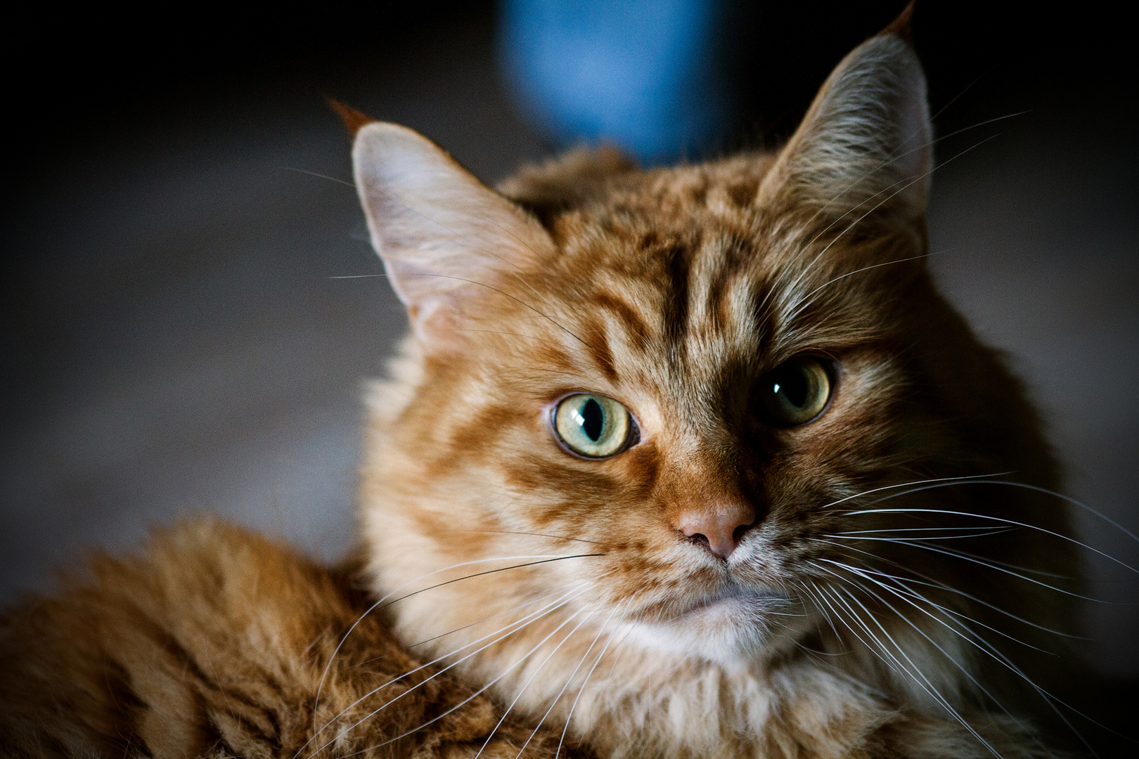 Ginger cat.