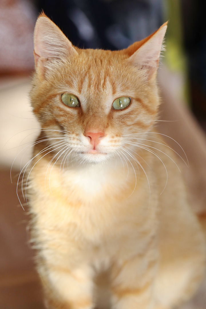 Ginger Cat