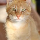 Ginger Cat