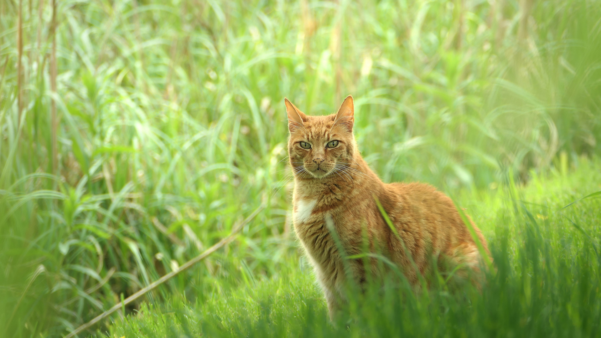 ... ginger cat in a green grass