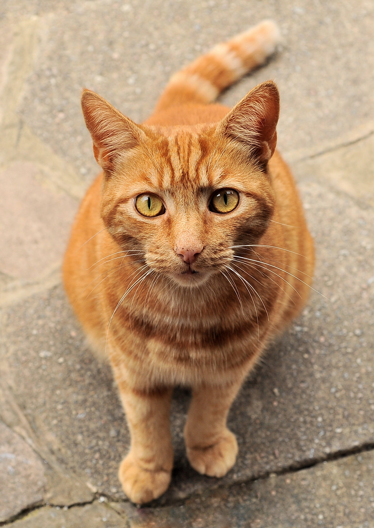 Ginger Cat outside my door