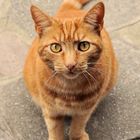 Ginger Cat outside my door