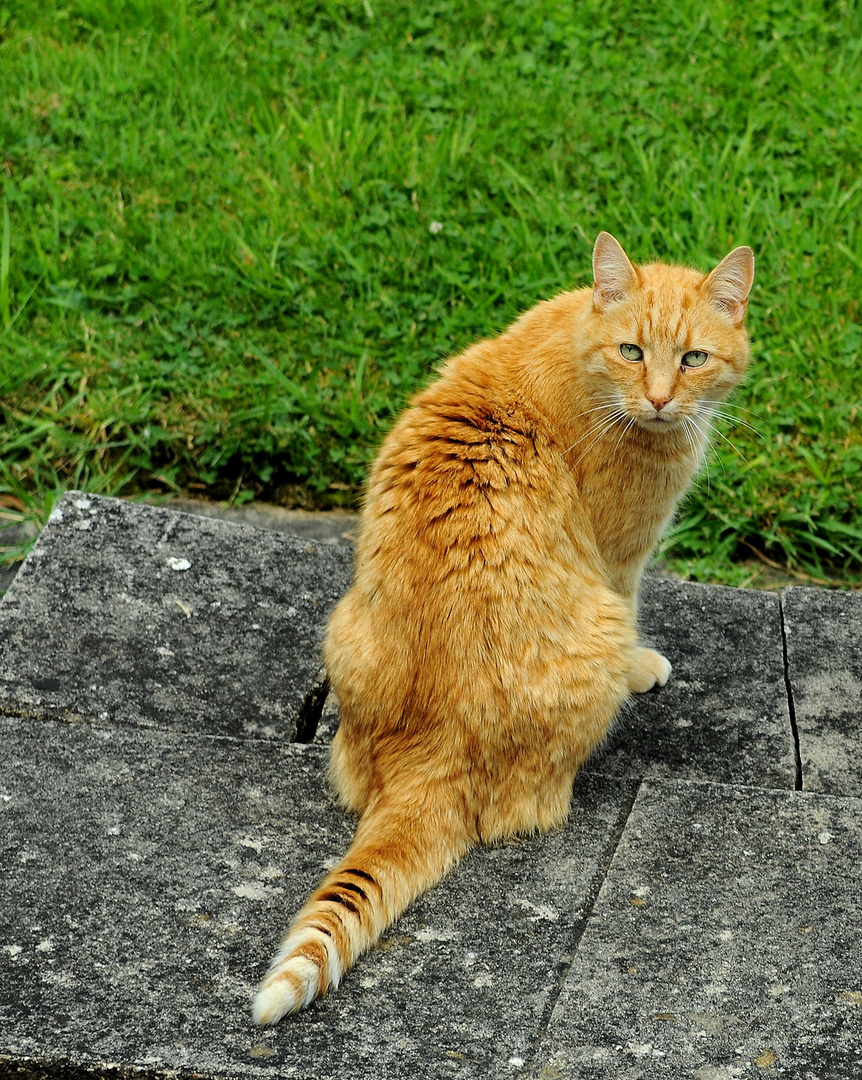 Ginger Cat Returns to my Garden