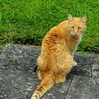 Ginger Cat Returns to my Garden