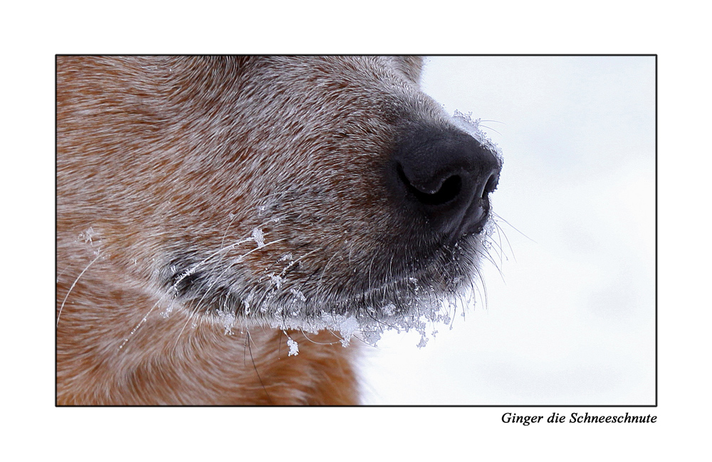 Ginger die Schneeschnute