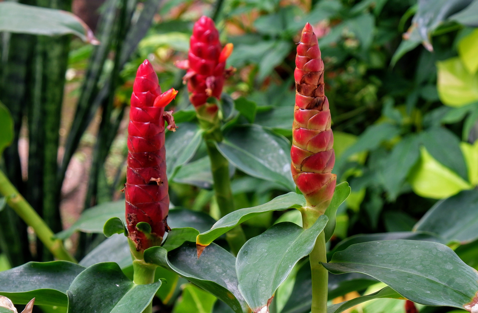 Ginger Flower (Roter Ingwer)