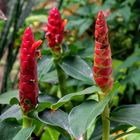 Ginger Flower (Roter Ingwer)