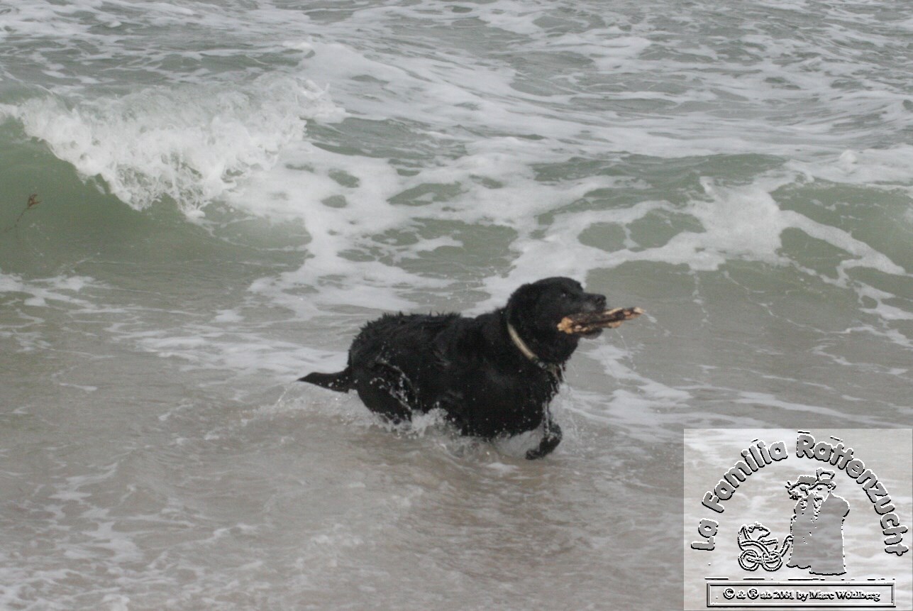 Ginger im Meer vor Sylt