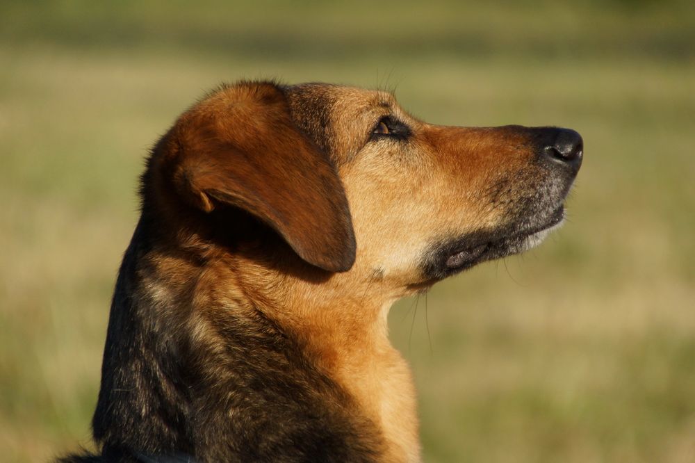 Ginger, immer aufmerksam beim Training