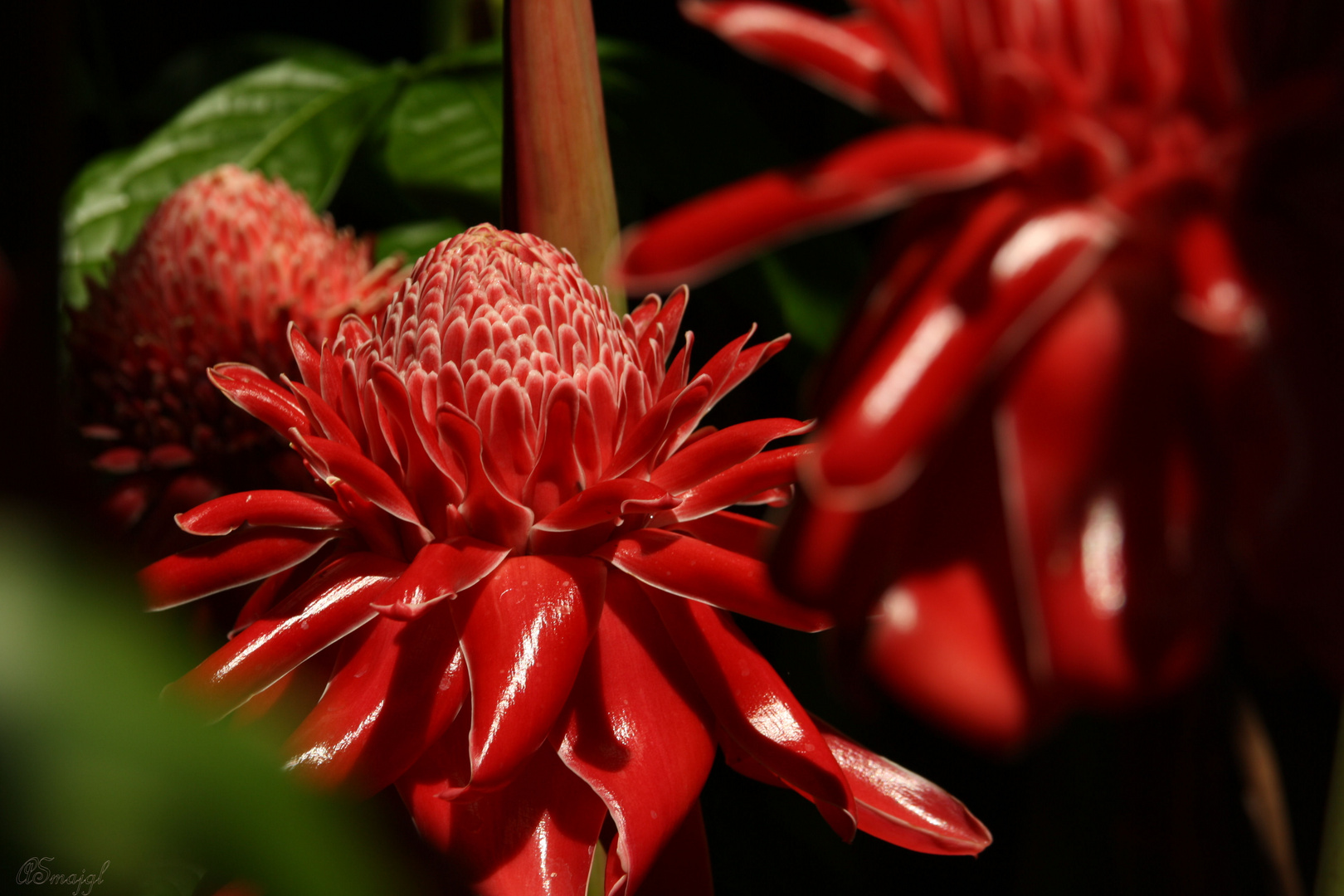 Ginger Red Torch flower