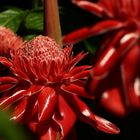 Ginger Red Torch flower