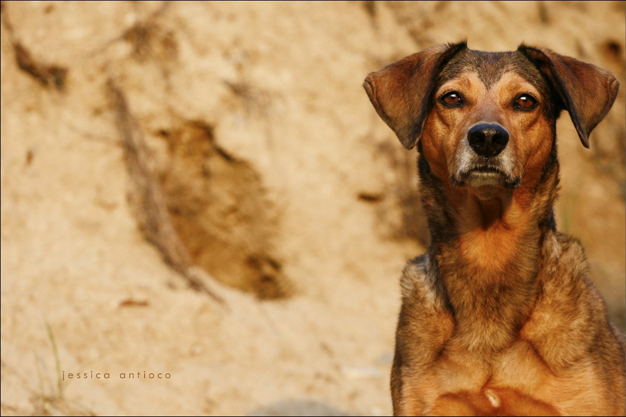 Ginger - Seelenhund