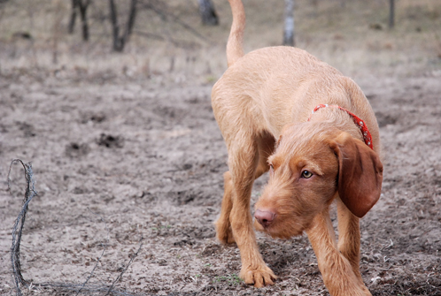 ginger, ungarischer drahthaarvizsla