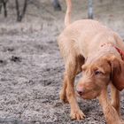 ginger, ungarischer drahthaarvizsla