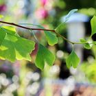 Gingko